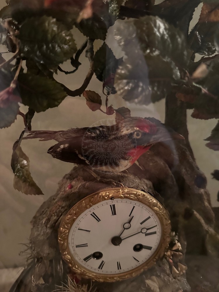 buisson oiseaux chanteurs bontems 5