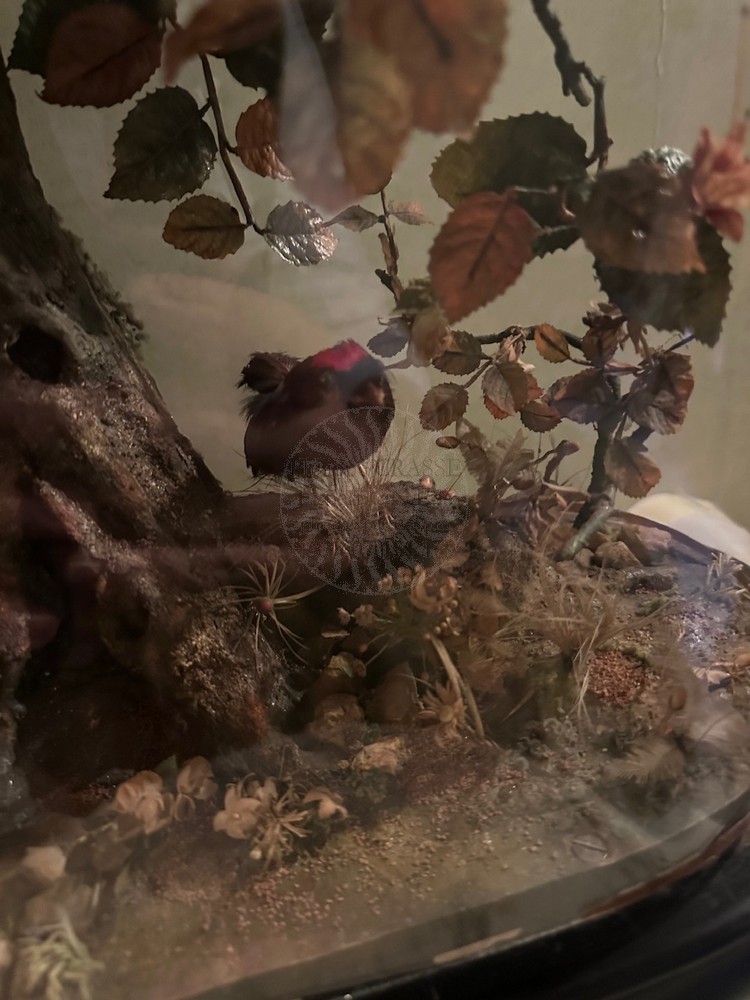 buisson oiseaux chanteurs bontems 6