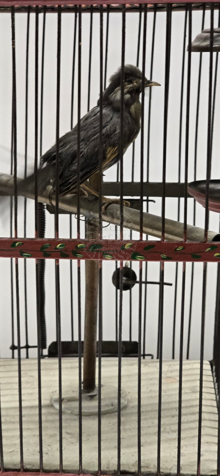 vase oiseau chanteur bontems vg