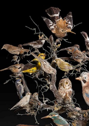 oiseaux naturalises couv